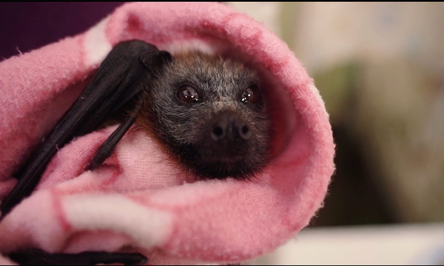 Grey-Headed-Flying-Foxes-3