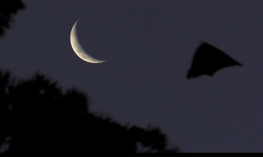 Grey-Headed-Flying-Foxes-4